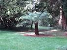 A Dicksonia Antarctica in the Annesley Arboretum - via Daymix