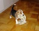 File:Puppy beagle.jpg - Wikimedia Commons