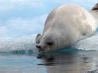 Crabeater Seals | Antarctica Wildlife | TravelWild Antarctica Cruises