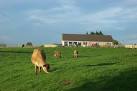 SE2117 : Jersey Cows at - via Daymix