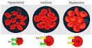 ilovebacteria - Egg osmosis experiment.
