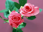 HD Flowers Wallpaper (5 Pictures) | Free Wallpaper Desktop