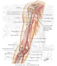 Arm: Brachial Artery and Anastomoses - Netter Medical Artwork