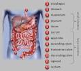 GI-tract-diagram.gif