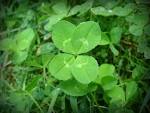 Four-leaf clover - Wikipedia, the free encyclopedia