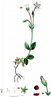 Image result for "Cerastium alpinum subsp. squalidum"