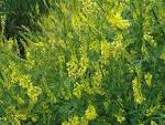 Melilot (<b>Melilotus</b> officinalis
