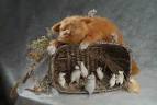 Sleeping cat playing mice