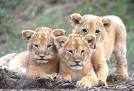 lionceau pronunciation