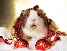 30 Cute Animals Dressed For Christmas | Cutest Paw