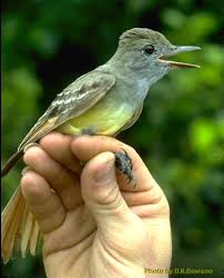 images?q=tbn:ANd9GcQ2zmKJ5lA7u6KR3kzQU5uDMusB8ejcNUsVoh2MnM9Mce9Kn6gVrQ&t=1