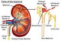 Group 1 A Discussion of Kidney Development and Abnormalities ...