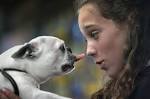 Makenna Wilson, 13, of Olympia talks with her Boston terrier, Roxy, ... - 01roxymakennawilson2
