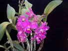 Cattleya bowringiana - Orchidaceae