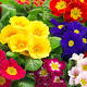  See full-sized image  