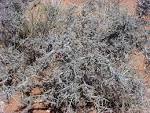 <b>Ziziphus</b> obtusifolia var.