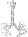 Bronchus - Wikipedia, the free encyclopedia