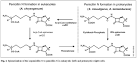 International Microbiology - Complejos génicos (“clusters”) de ...