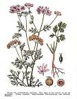 <b>Coriandrum</b> sativum