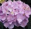 All About Hydrangeas, Home Page