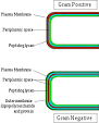 Gram-negative bacteria - Wikipedia, the free encyclopedia