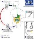 Life cycle of <b>Enterobius</b>