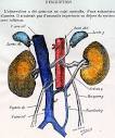 Anatomy Atlases: Illustrated Encyclopedia of Human Anatomic ...