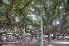Lahaina's banyan tree a treat to visitors | Hawaii Insider | an