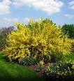 Tree Details—The Tree Guide at arborday.