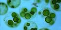 Introduction to the Chlorophyceae