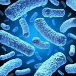 <b>Bacteria</b> and <b>bacterium</b> cells