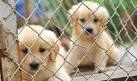 What is an Animal Shelter? | Chewy.