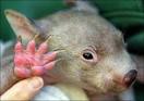 Baby Animal Guide :: Mammals :: Common Wombat
