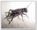 Anatomy of the Cricket (