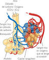 El <b>intercambio</b> de gases se