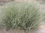 File:<b>Salsola</b> kali habito.jpg