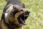 File:Military dog barking.JPG - Wikipedia, the free encyclopedia