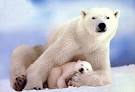 ours polaire pronunciation