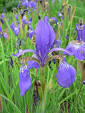Iris (plant) - Wikipedia, the free encyclopedia