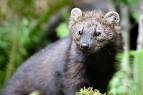 Fishers in Washington | Washington Department of Fish &amp; Wildlife