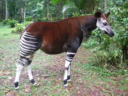 Risultati immagini per okapi