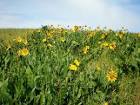 Mule ear plant flowers blooms public domain image picture in gallery - via Daymix