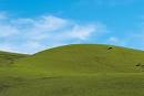 Blue sky, green hill, and a cow! | Flickr - Photo Sharing!