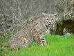 Bobcat - Wikipedia, the free encyclopedia