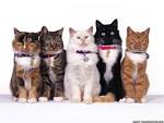 Fun Facts About Feline Physiology | AnimalTalk Blog, Val Heart ...