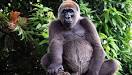 http://www.strangehistory.net/blog/wp-content/uploads/2010/07/gorilla.jpg