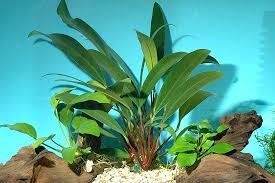 images?qtbnANd9GcQ5LnAkjyTri8RIE2lg6K3NWGbouU9nx1BYf3X3jbd3phb3gfgSTA