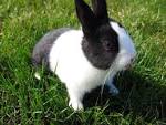 Free wallpaper Dutch rabbit wallpaper