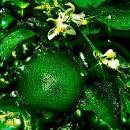 <b>Litsea</b> is a delightful essence