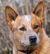 Australian Cattle Dog - Wikipedia, the free encyclopedia